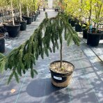 Smrek obyčajný (Picea abies) ´INVERSA´, výška: 60-70 cm, kont. C10L